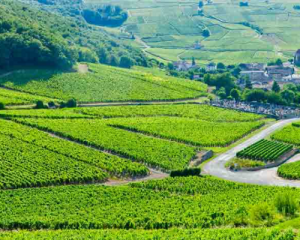 Read more about the article Domaine Nicolas Rossignol | alchemy in the Côte de Beaune