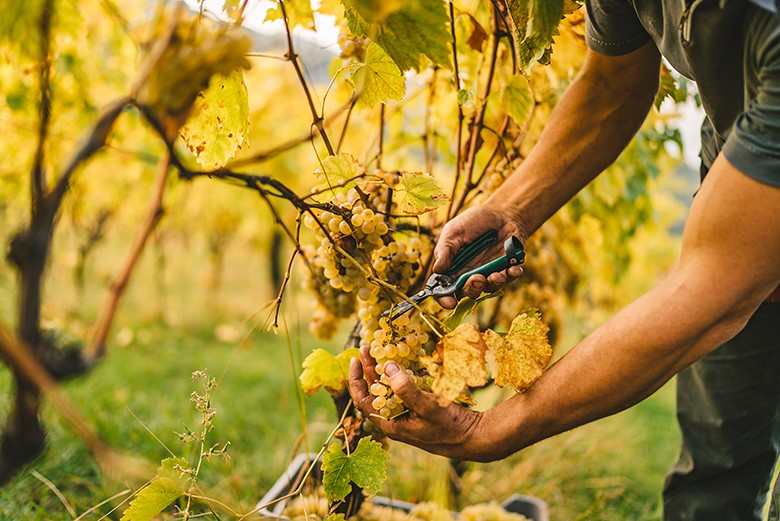 forgotten varietals vines grapes france