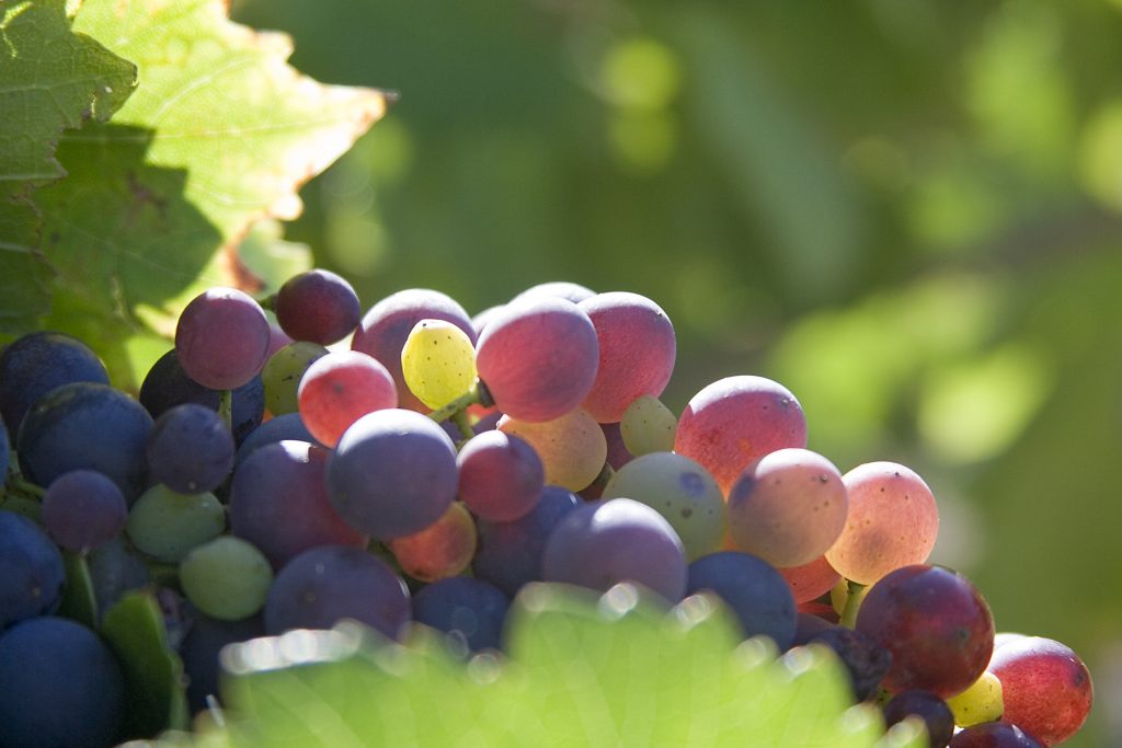 Grappe de raisins