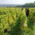 Champagne | Larmandier-Bernier, an exclusive interview with Sophie Larmandier