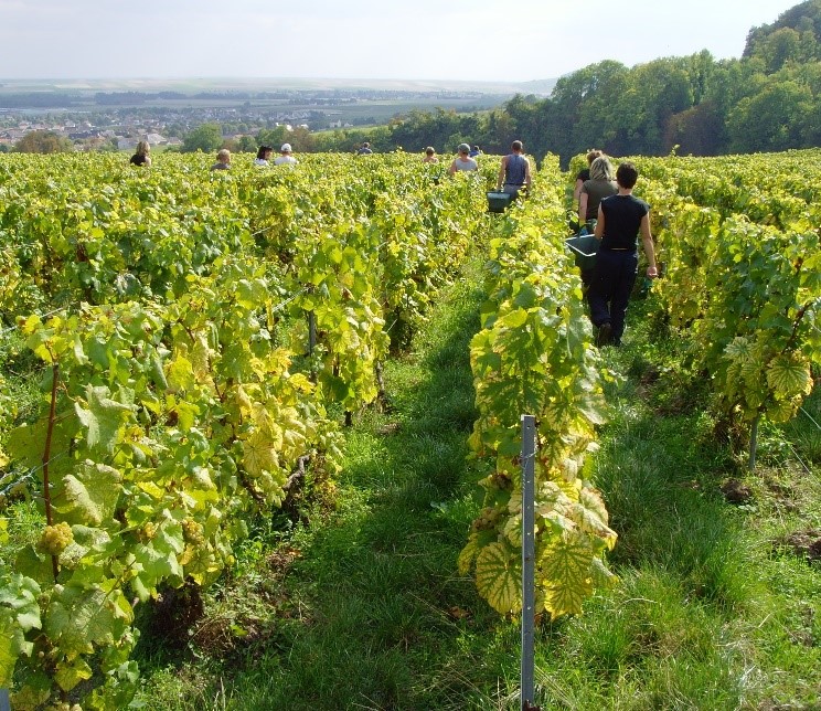 vines-larmandier-bernier