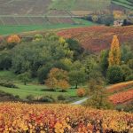 Domain Jean Foillard | Natural Morgon wines and the best of the Beaujolais