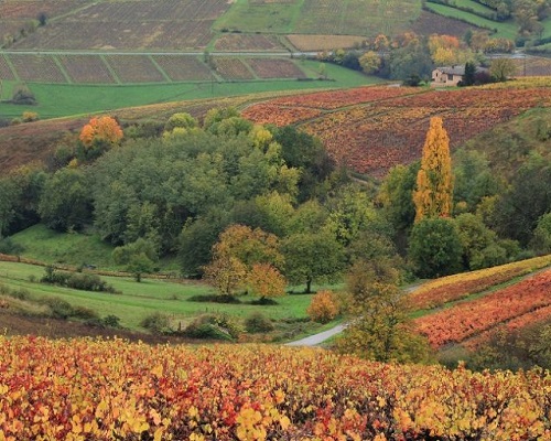 Read more about the article Domain Jean Foillard | Natural Morgon wines and the best of the Beaujolais