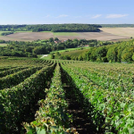 Terroir-driven champagnes from Domain Francis Boulard et Fille