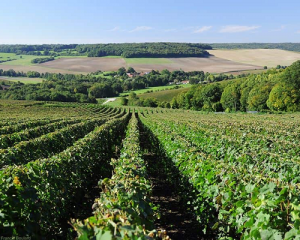 Read more about the article Terroir-driven champagnes from Domain Francis Boulard et Fille