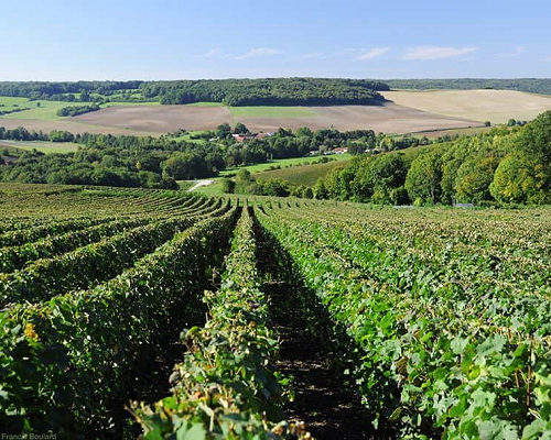 Read more about the article Terroir-driven champagnes from Domain Francis Boulard et Fille