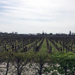 Bordeaux 2018 primeurs report