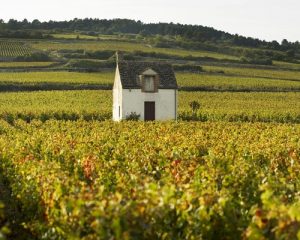 Read more about the article Joseph Colin | Fine wines of the Côte de Beaune