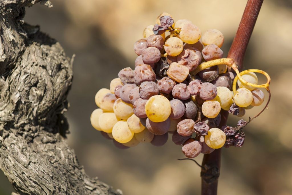 botrytis