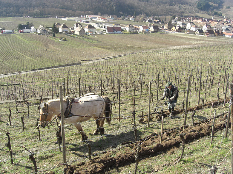 Domaine-Albert-Mann-labour-cheval