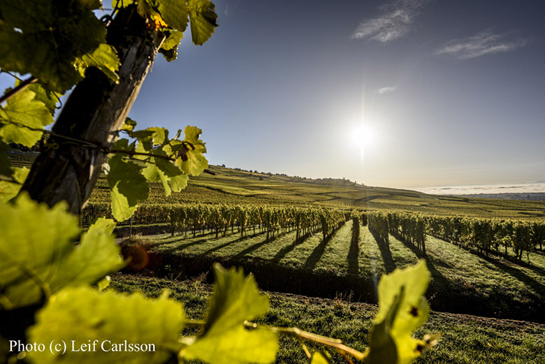 Domaine-Albert-Mann-vignes-une