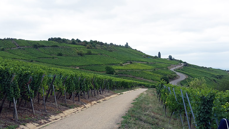 Domaine-Albert-Mann-vignes