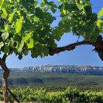 Burgundian style in the heart of Provence