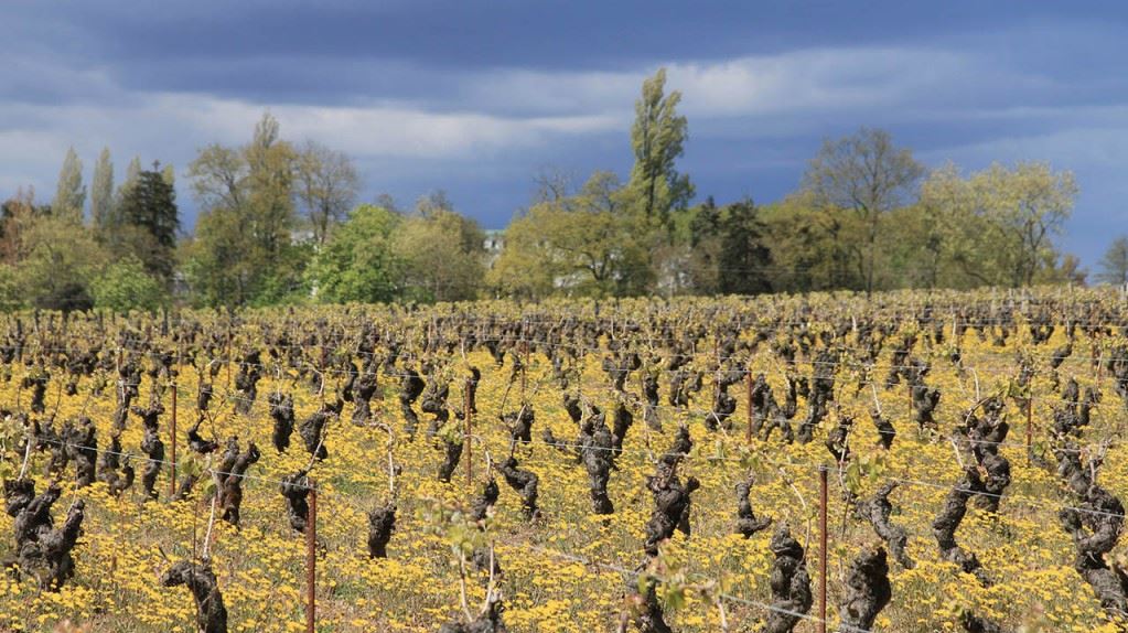 Guide-vins-loire-Muscadet