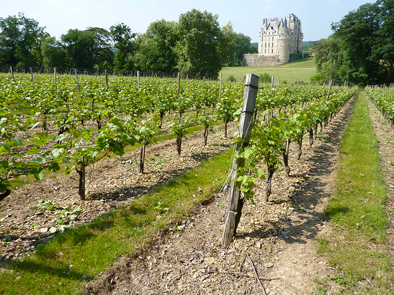 Guide-vins-loire-Touraine Tours wine