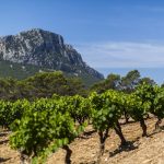 Domaine de Montcalmès | The rising star of Terrasses du Larzac