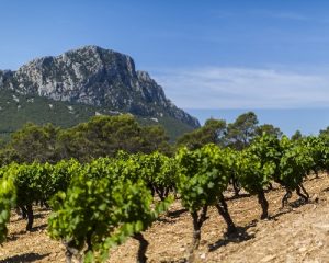 Read more about the article Domaine de Montcalmès | The rising star of Terrasses du Larzac