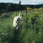 Hiyu Wine Farm | Traditional polyculture in Oregon