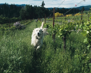 Read more about the article Hiyu Wine Farm | Traditional polyculture in Oregon