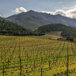 Provence-Corsica | Highest-priced bottles of 2019 so far