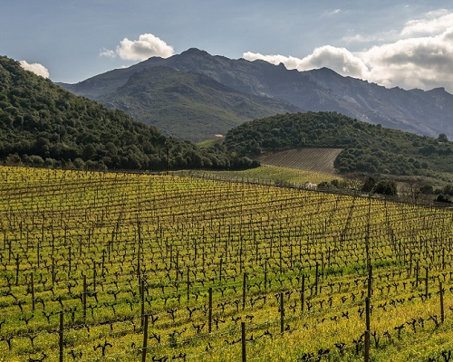 Read more about the article Provence-Corsica | Highest-priced bottles of 2019 so far