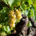 Loire | Highest-priced wines at auction so far this year
