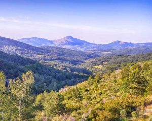 Read more about the article Comando G, Grenache reborn