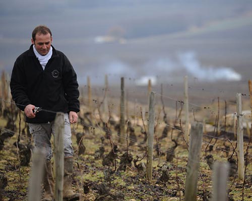 Read more about the article Domain Michel Bouzereau | The craftsman of Meursault