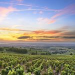 Beaujolais, Mâconnais, Côte Chalonnaise: a haven for affordable wines