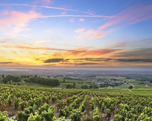 Read more about the article Beaujolais, Mâconnais, Côte Chalonnaise: a haven for affordable wines