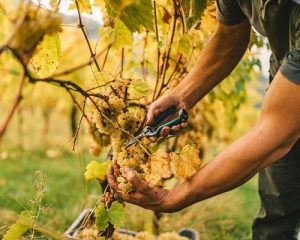 Read more about the article Domaine de la Soufrandière/Bret Brothers, masters of the Mâconnais