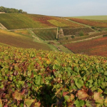 Olivier Horiot | Champagnes with a difference