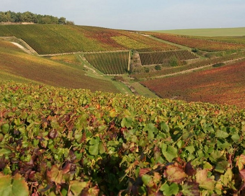 Read more about the article Olivier Horiot | Champagnes with a difference