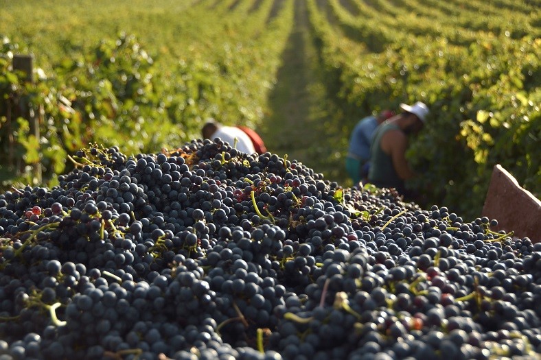 How are grapes harvested? Le blog iDealwine