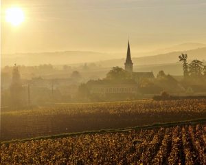 Read more about the article Burgundy in all its glory