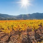 Domaine des Aurelles | The leading light of the Languedoc