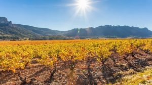 Read more about the article Domaine des Aurelles | The leading light of the Languedoc