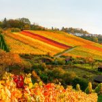 Autumn wines make a comeback