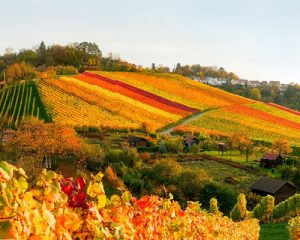 Read more about the article Autumn wines make a comeback