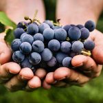 2015 wine: a reference year for Southern French regions