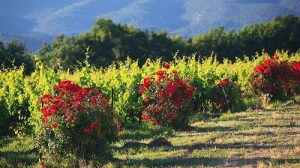 Read more about the article Why plant rosebushes at the end of vine rows?