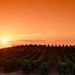 2017 Vintage Notes | Southern France