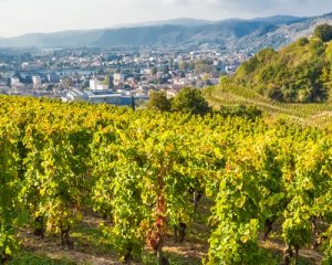 Read more about the article The best of the Rhône Valley