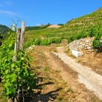 Domaine du Tunnel | The newest Northern Rhône reference