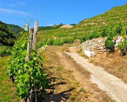 Read more about the article Domaine du Tunnel | The newest Northern Rhône reference