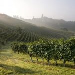 Domaine Vietti | A lesson in identity at the heart of the Langhe