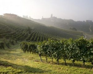 Read more about the article Domaine Vietti | A lesson in identity at the heart of the Langhe