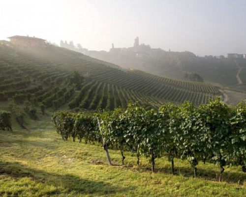 Read more about the article Domaine Vietti | A lesson in identity at the heart of the Langhe