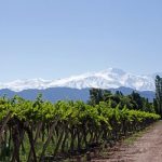 Vineyards of the World | USA, Chile, Argentina