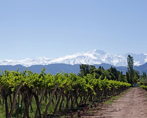 Read more about the article Vineyards of the World | USA, Chile, Argentina